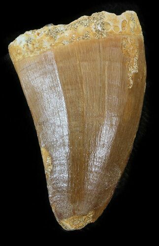 Mosasaurus Tooth - Morocco #43375